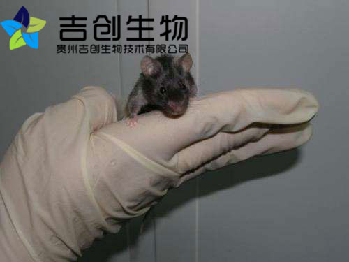 貴陽(yáng)生物實(shí)驗(yàn)中心